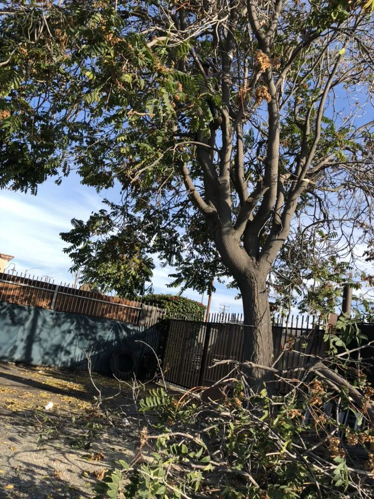 Top-rated outdoor landscaping near you in Long Beach, CA by De Leon tree and landscape