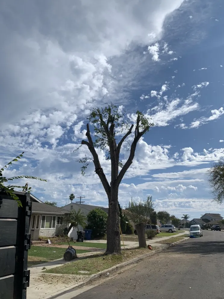 Custom residential landscaping with custom design in Long Beach, CA by De Leon tree and landscape