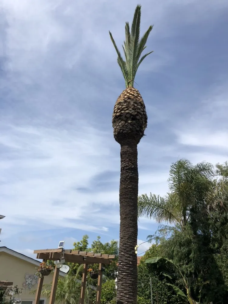 Expert outdoor landscaping in Long Beach, CA - De Leon tree and landscape