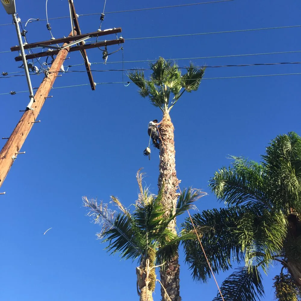 Local landscape design experts serving Long Beach, CA - De Leon tree and landscape