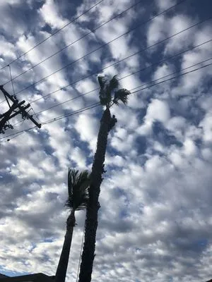 De Leon tree and landscape Logo