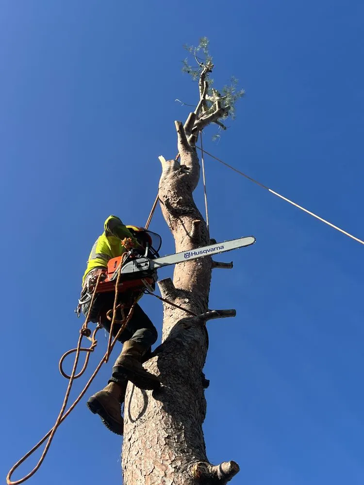 Custom landscape installation in Pasadena, CA - De Leon Tree Trimming & Landscaping