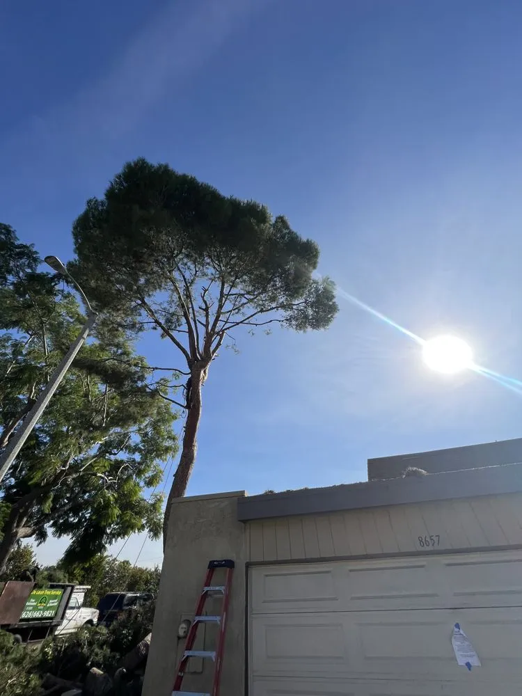 Reliable outdoor landscaping near you in Pasadena, CA by De Leon Tree Trimming & Landscaping