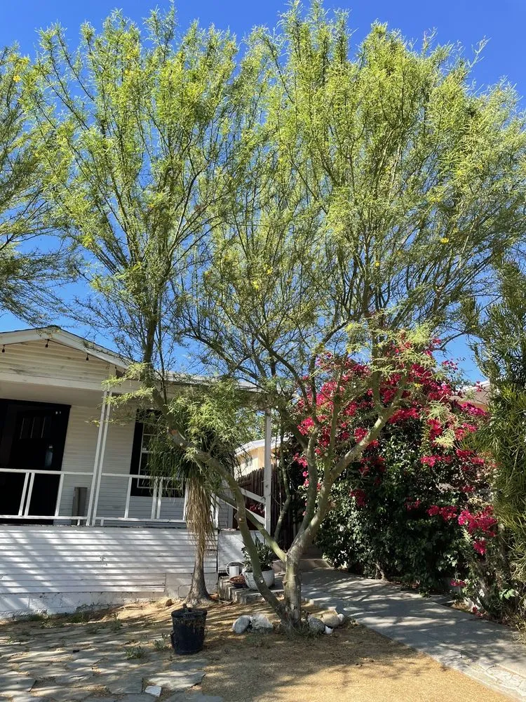 Top-rated outdoor landscaping in Pasadena, CA by De Leon Tree Trimming & Landscaping