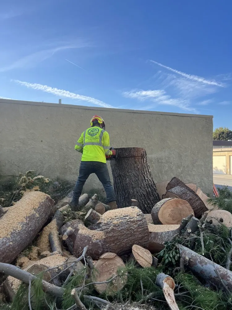 Local landscaping services in Pasadena, CA - De Leon Tree Trimming & Landscaping