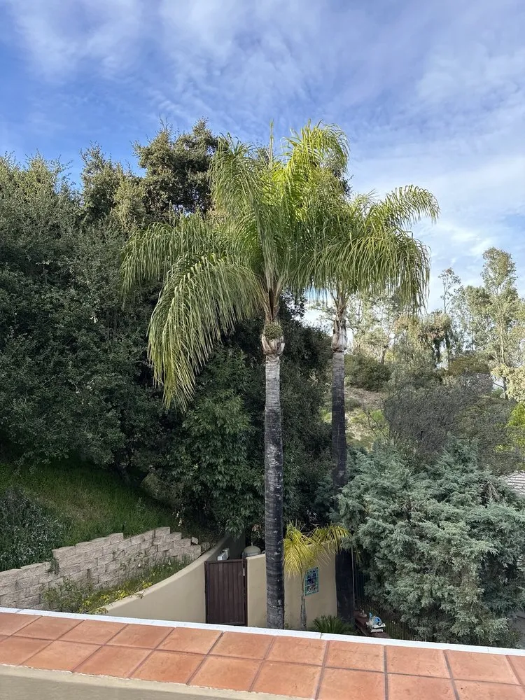 Reliable landscaping services for residential properties across Pasadena, CA - De Leon Tree Trimming & Landscaping