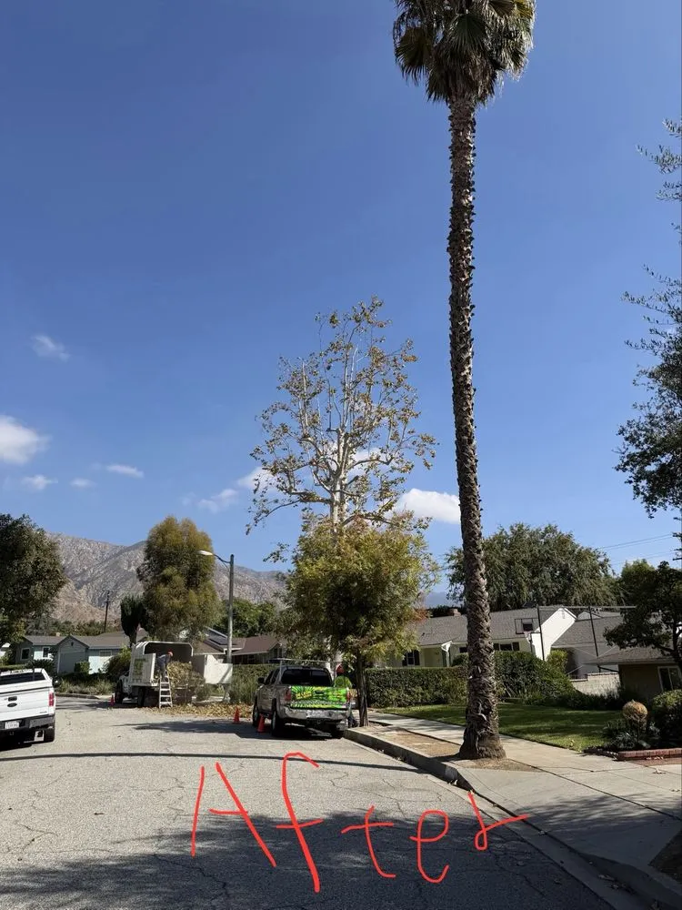 Reliable yard maintenance for year-round maintenance across Pasadena, CA - De Leon Tree Trimming & Landscaping