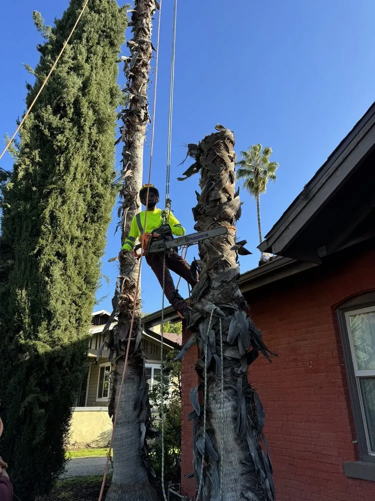 Reliable outdoor landscaping experts serving Pasadena, CA - De Leon Tree Trimming & Landscaping