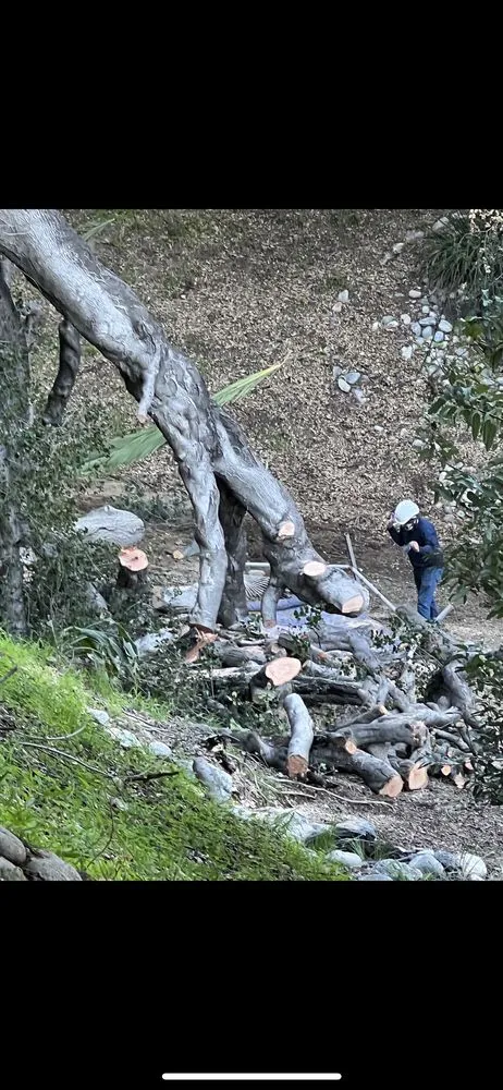 Local yard cleanup service in Pasadena, CA - De Leon Tree Trimming & Landscaping