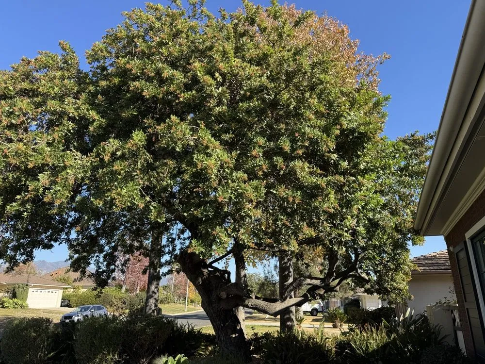 Trusted landscape design experts serving Pasadena, CA - De Leon Tree Trimming & Landscaping