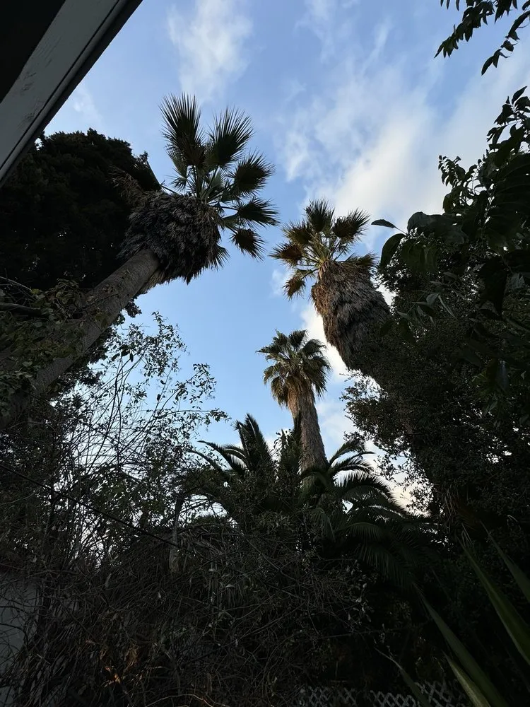 Expert yard cleanup service in Pasadena, CA - De Leon Tree Trimming & Landscaping