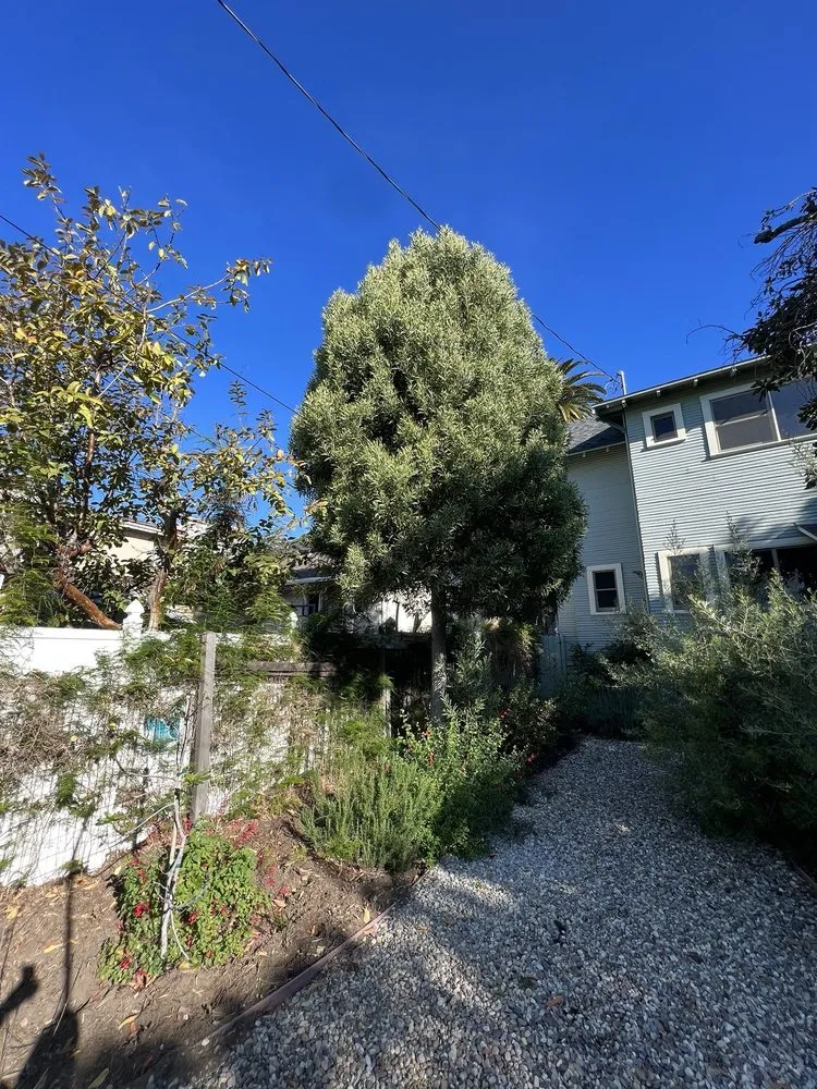 Affordable garden landscaping for outdoor upgrades in Pasadena, CA by De Leon Tree Trimming & Landscaping