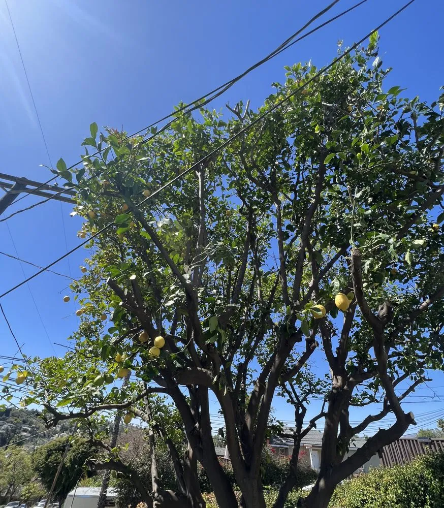 Trusted landscaping services for outdoor upgrades in Pasadena, CA by De Leon Tree Trimming & Landscaping