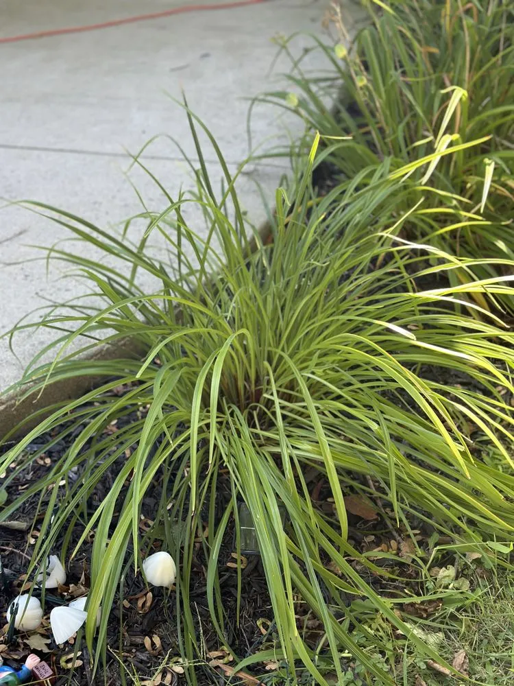 Local lawn care service experts serving Appleton, WI - De Leon's All-Season Services