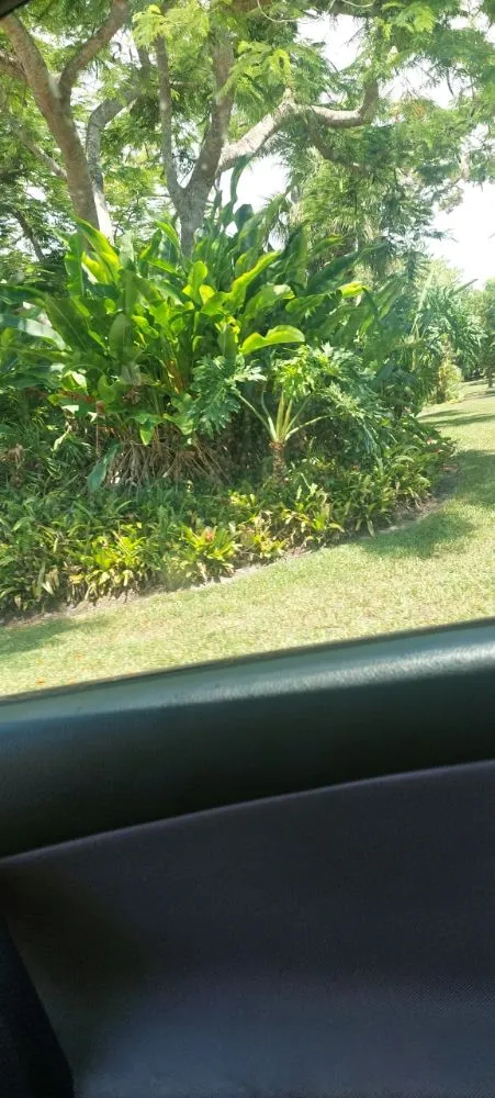 Trusted yard cleanup service for year-round maintenance across Bonita Springs, FL - De Leon’s Landscaping