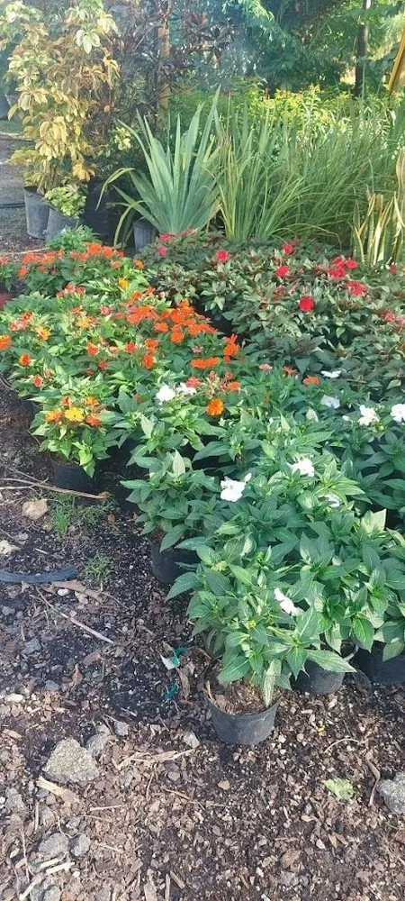 Professional landscape installation near you across Bonita Springs, FL - De Leon’s Landscaping