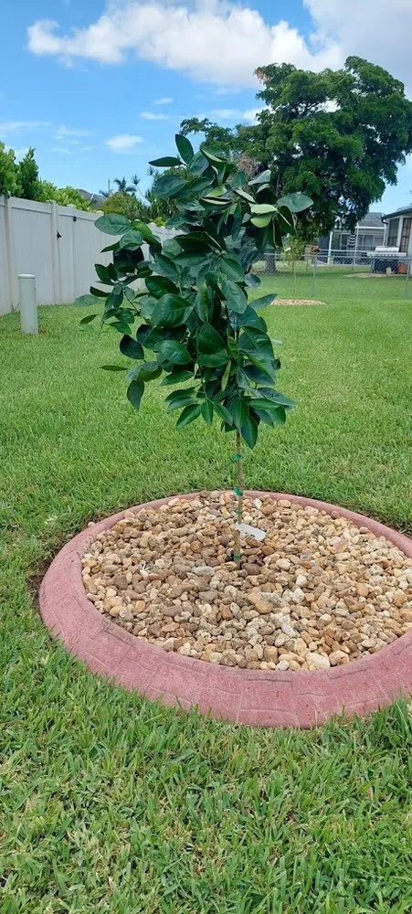 Custom yard maintenance experts serving Bonita Springs, FL - De Leon’s Landscaping