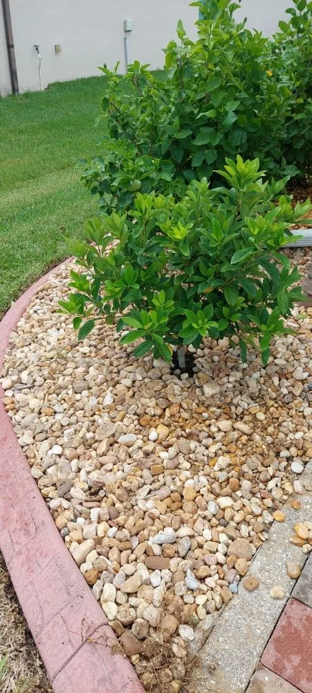 Affordable lawn care service for residential properties in Bonita Springs, FL by De Leon’s Landscaping