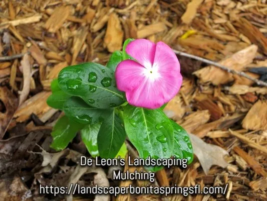 De Leon’s Landscaping Logo