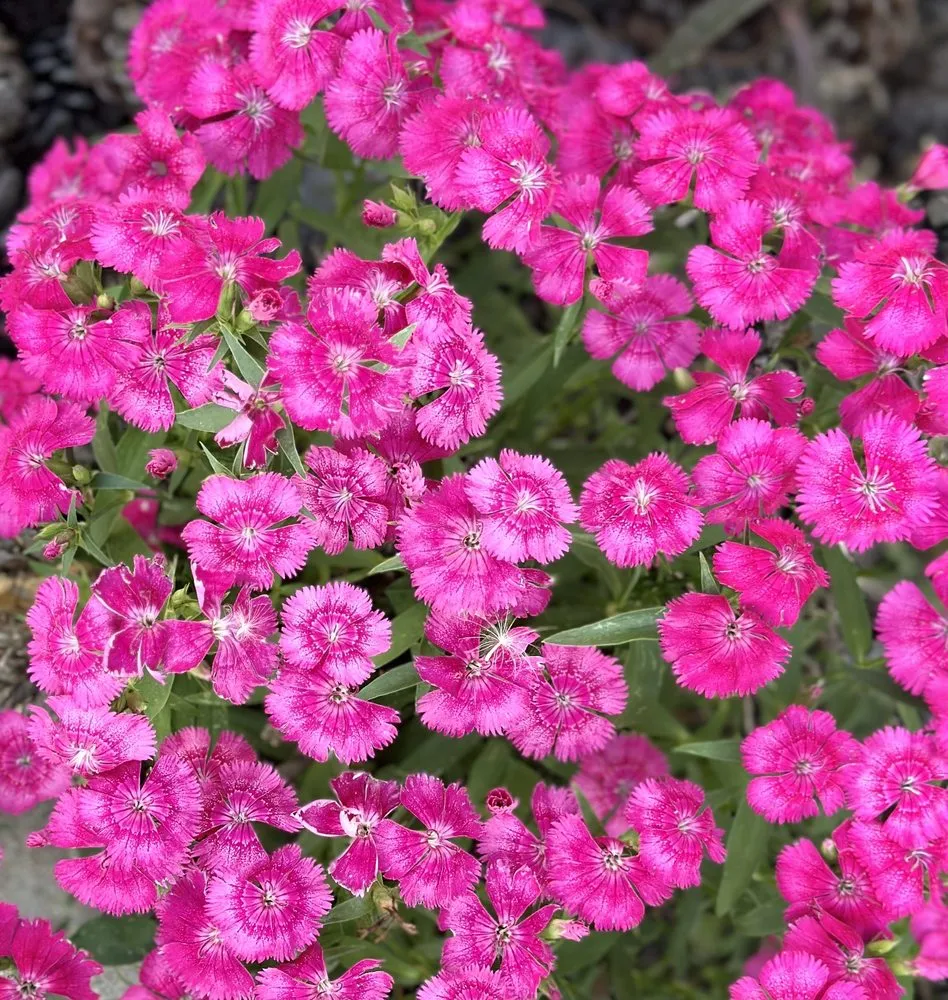 Local landscape design in Prescott Valley, AZ by De Los Santos Landscaping