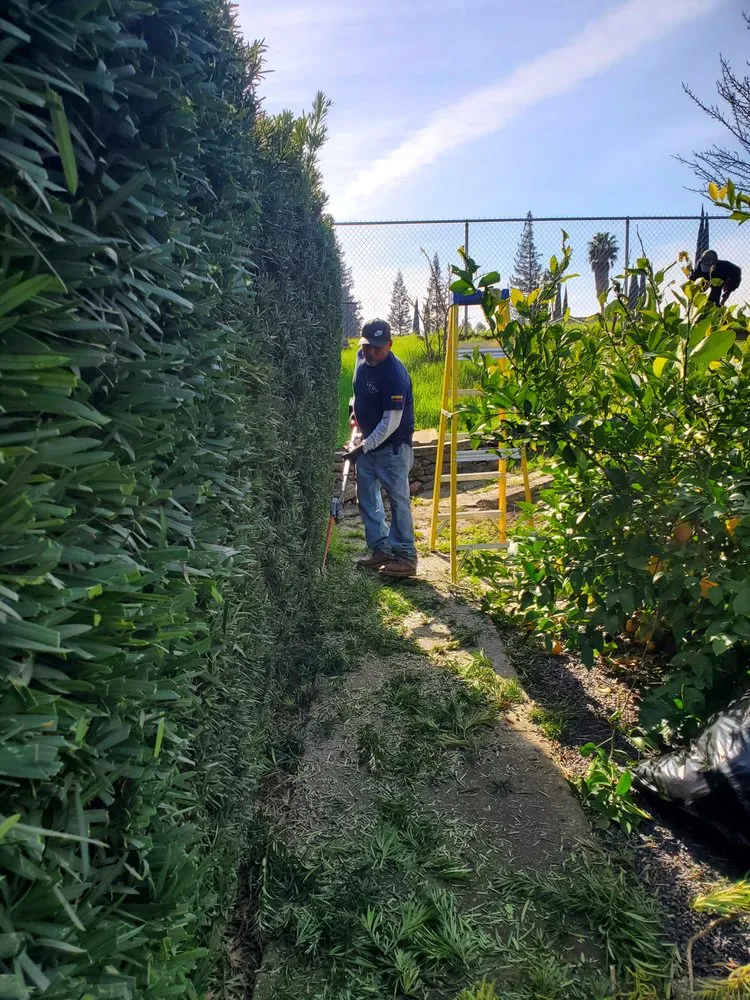 Trusted yard cleanup service in Stockton, CA by De Paz Landscaping