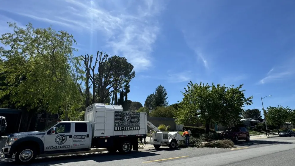 Trusted residential landscaping for beautiful yards in Pacoima, CA by De Rosas Tree Trimming & More