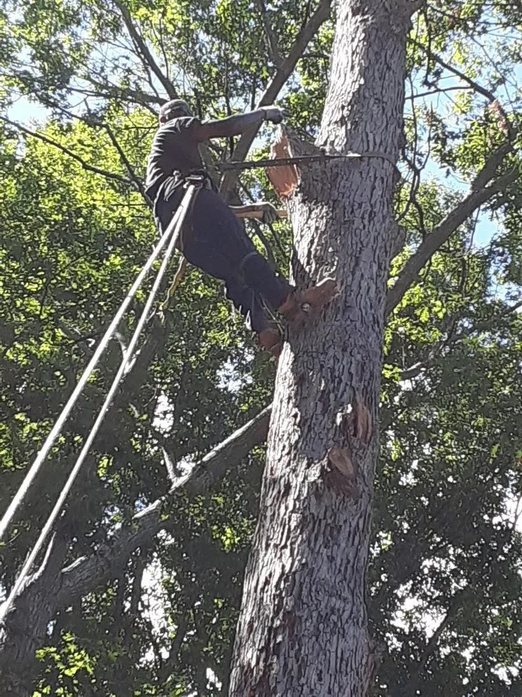 Professional lawn mowing service experts serving Spotsylvania Courthouse, VA - D&E Tree Service & Landscaping