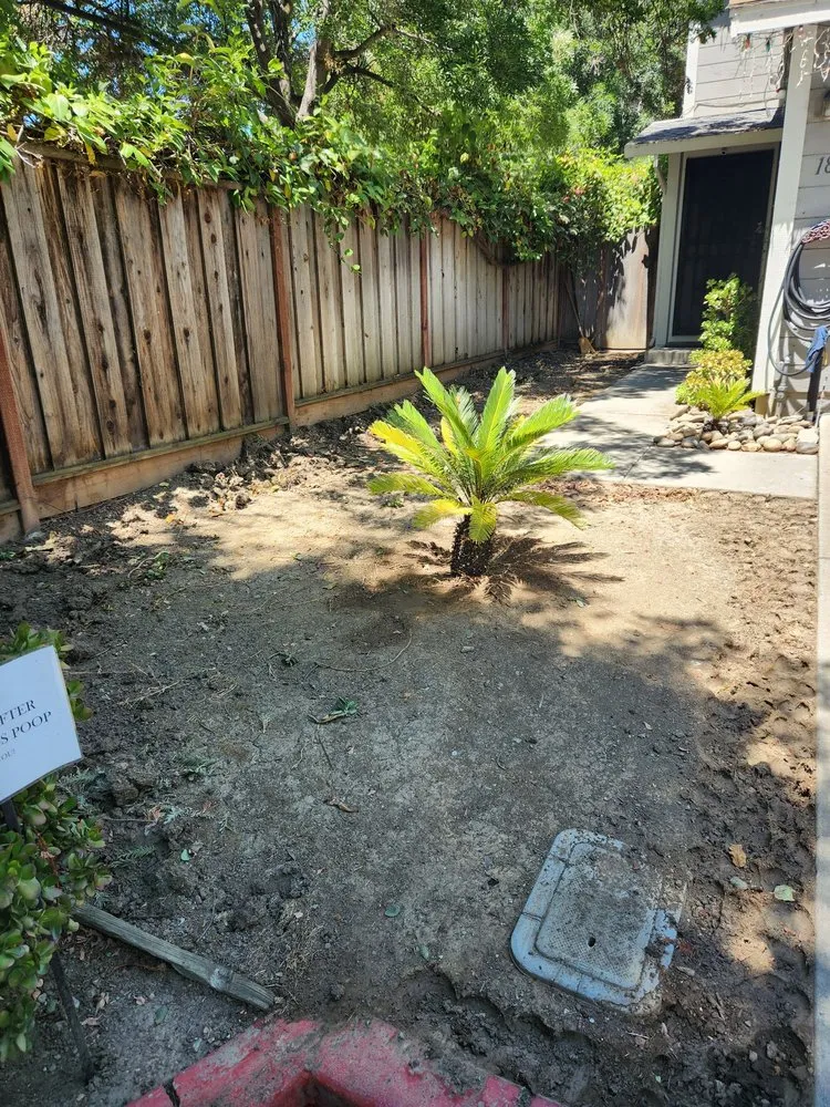 Expert lawn mowing service experts serving Albany, CA - DEA 99 Landscape