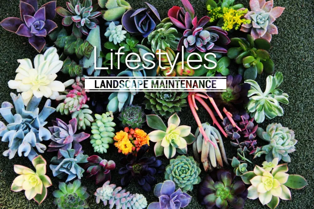 Reliable garden landscaping in Queen Creek, AZ by Deacs Yard Care