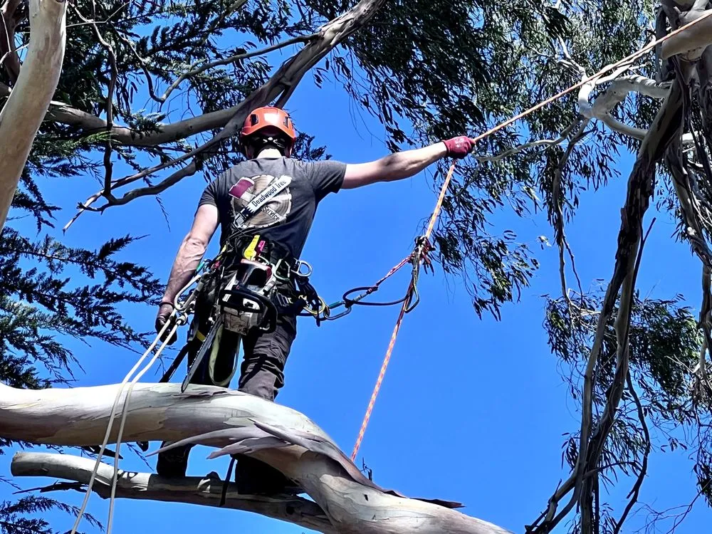 Trusted lawn care service for residential properties across Salinas, CA - Deadwood Tree Service