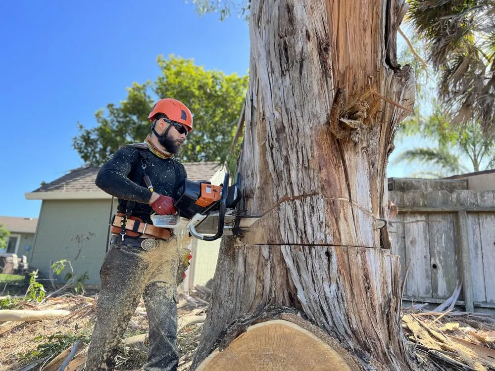 Affordable landscape design for beautiful yards across Salinas, CA - Deadwood Tree Service
