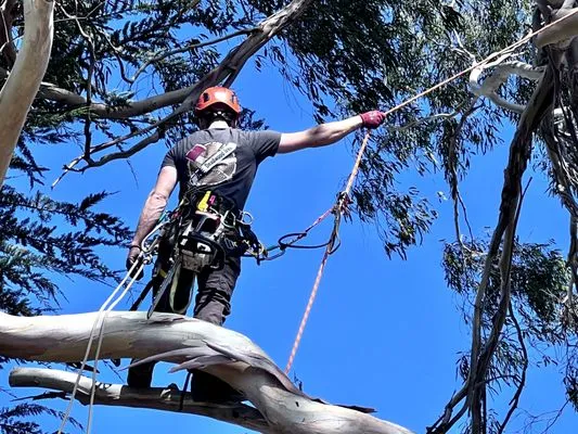 Deadwood Tree Service Logo