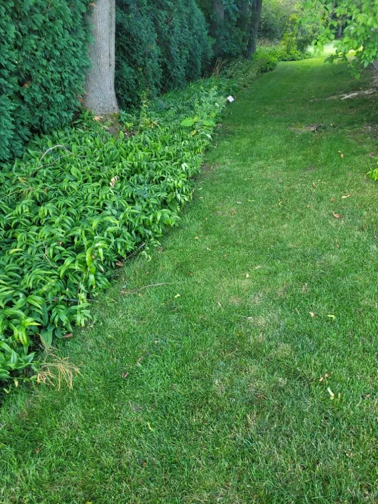 Reliable yard cleanup service in Milwaukee, WI - Deam Green