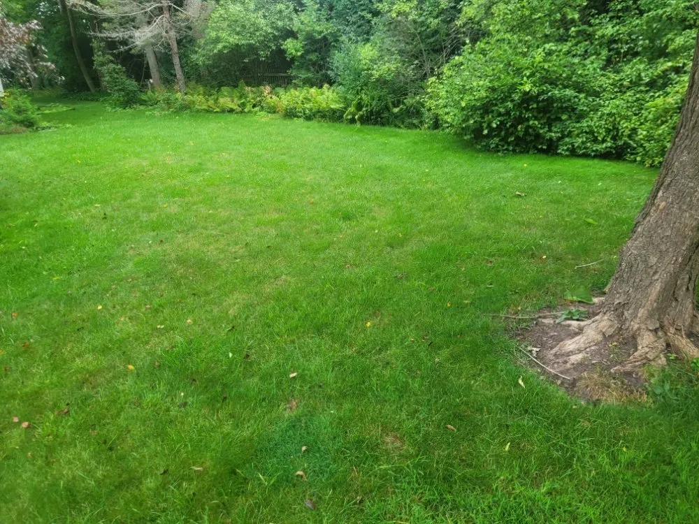 Top-rated landscape design for year-round maintenance in Milwaukee, WI by Deam Green