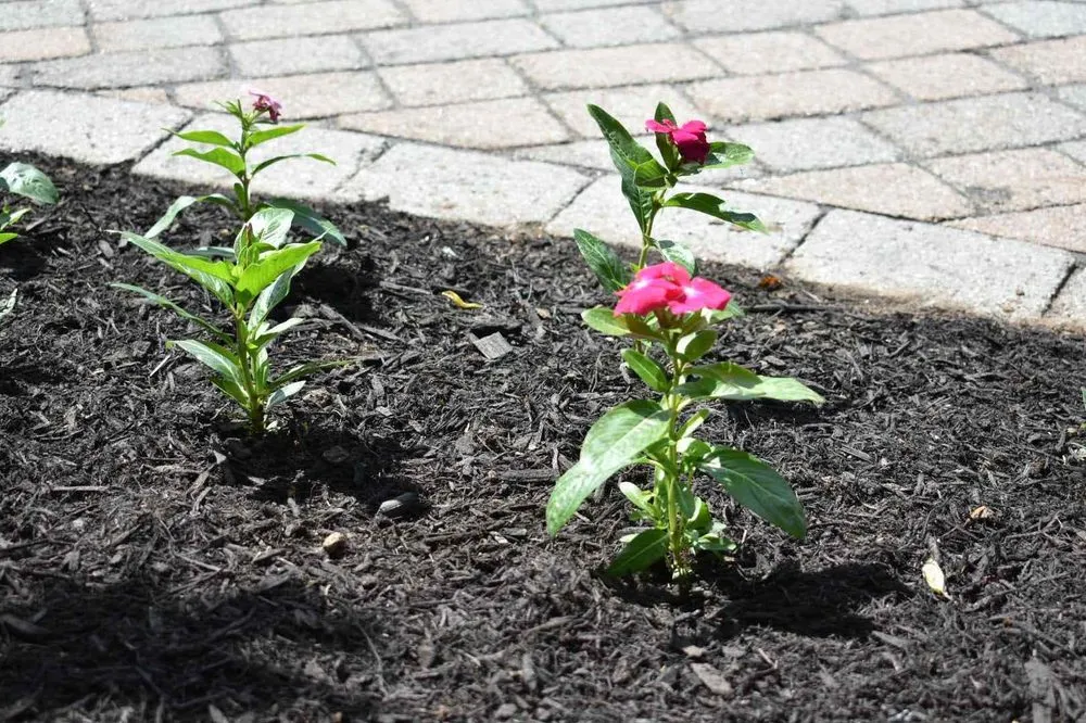 Trusted yard cleanup service experts serving Mendham, NJ - DeAndrea Land & Stone