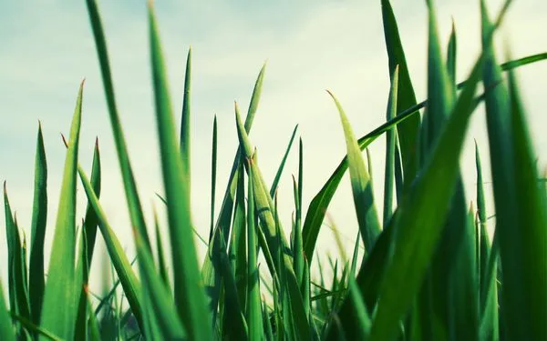 Dean's Lawncare Logo