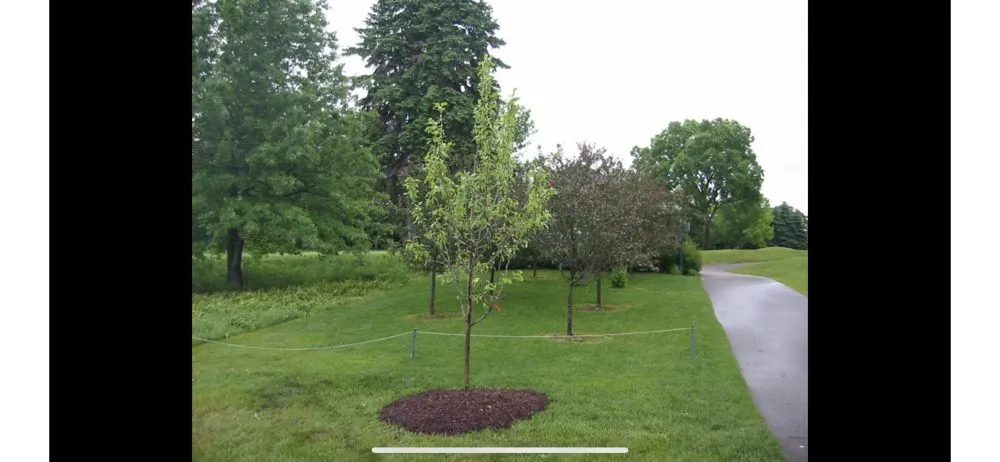 Professional outdoor landscaping in Brownstown, MI by Dean’s Tree Transplanting & Landscaping