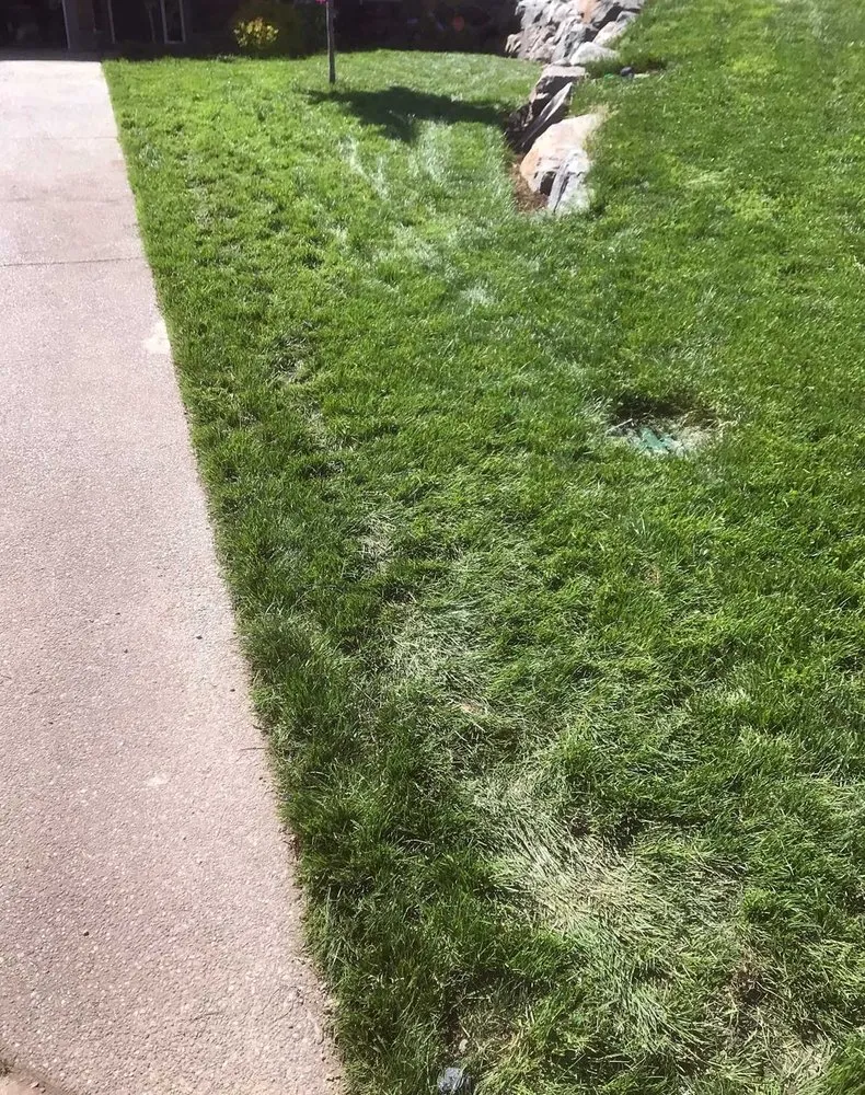 Professional outdoor landscaping in Washington DC, DC - Deanwood Lawn Care