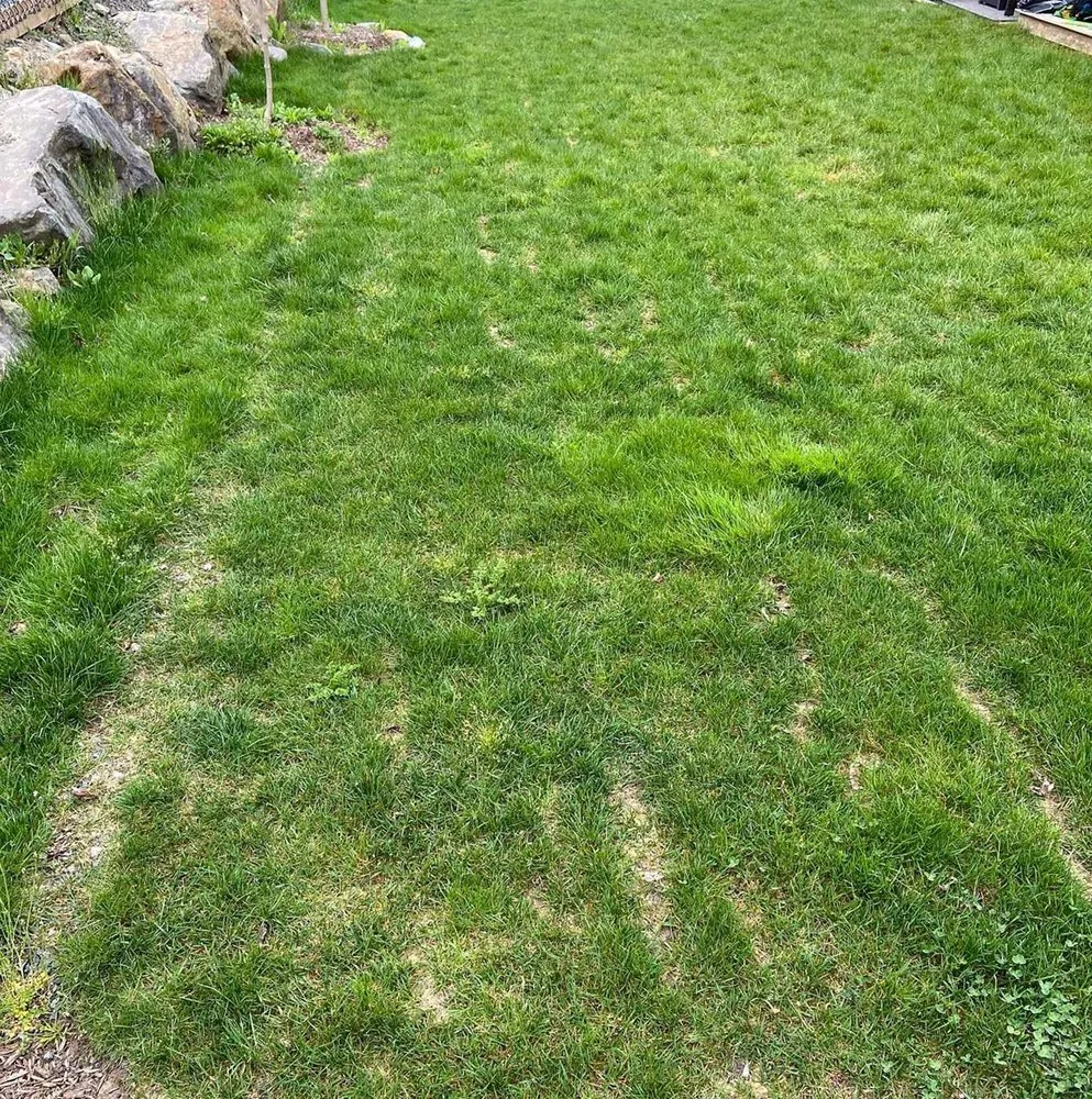 Custom lawn care service experts serving Washington DC, DC - Deanwood Lawn Care