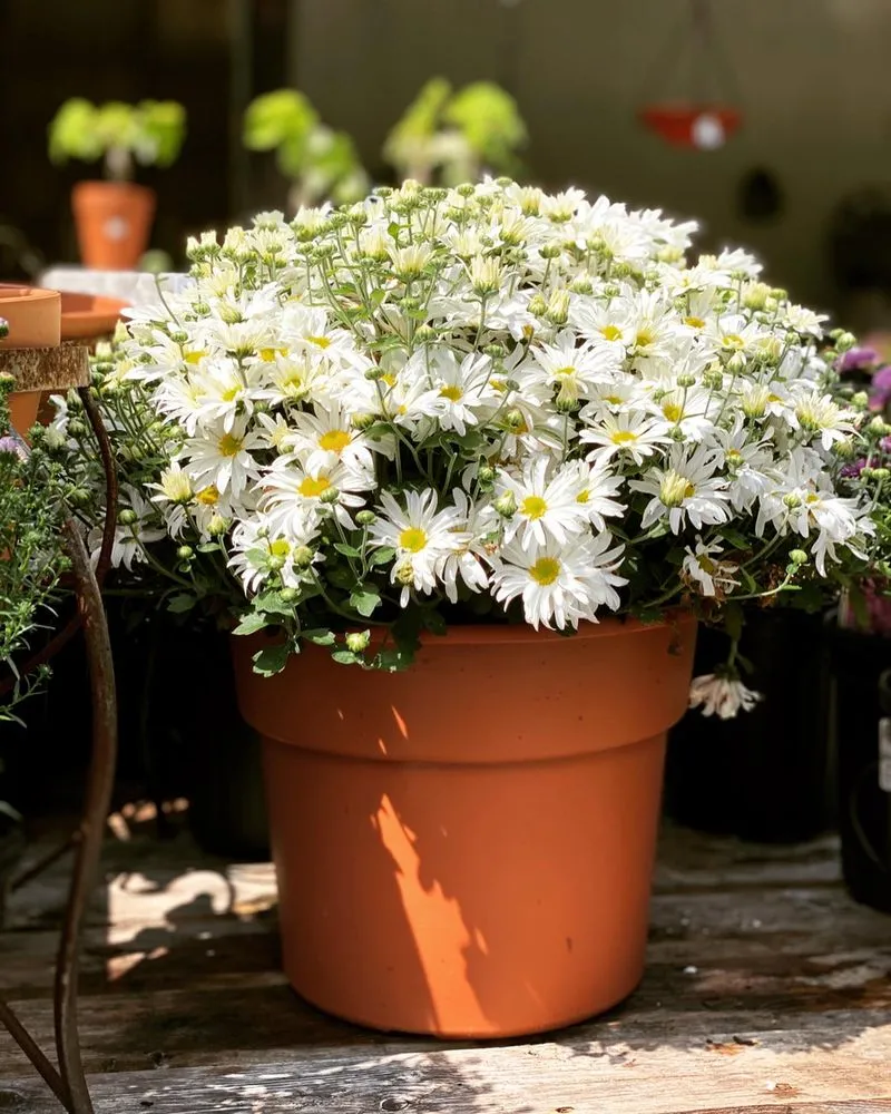 Reliable landscape installation with custom design in Huntersville, NC by Dearness Gardens