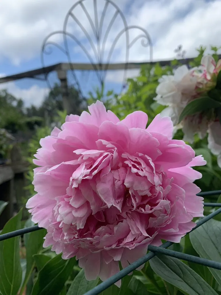 Custom outdoor landscaping experts serving Huntersville, NC - Dearness Gardens