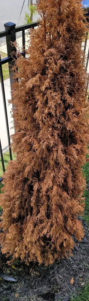 Local yard maintenance experts serving Huntersville, NC - Dearness Gardens