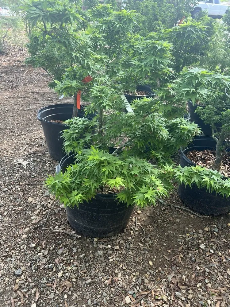 Affordable lawn mowing service in Huntersville, NC - Dearness Gardens