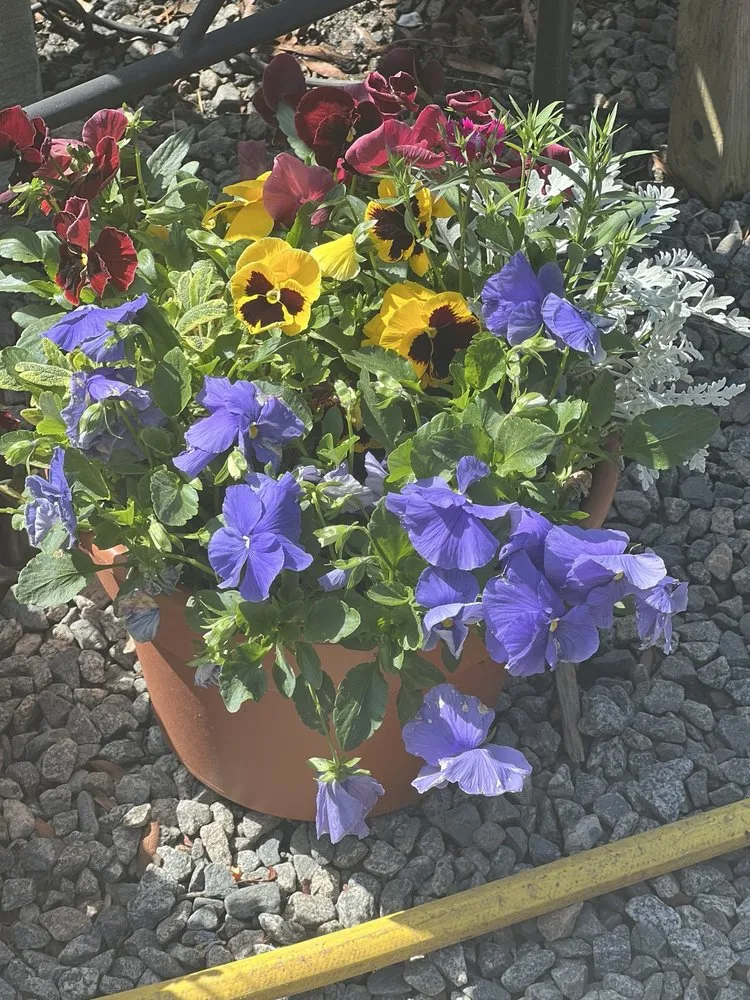 Expert outdoor landscaping in Huntersville, NC by Dearness Gardens