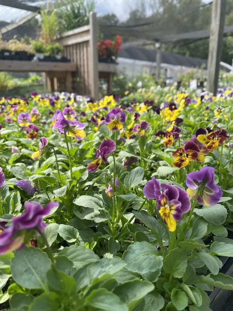 Custom yard maintenance in Huntersville, NC - Dearness Gardens