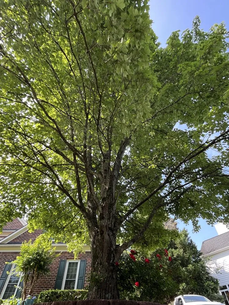 Professional yard cleanup service experts serving Cornelius, NC - Dearness Tree Care