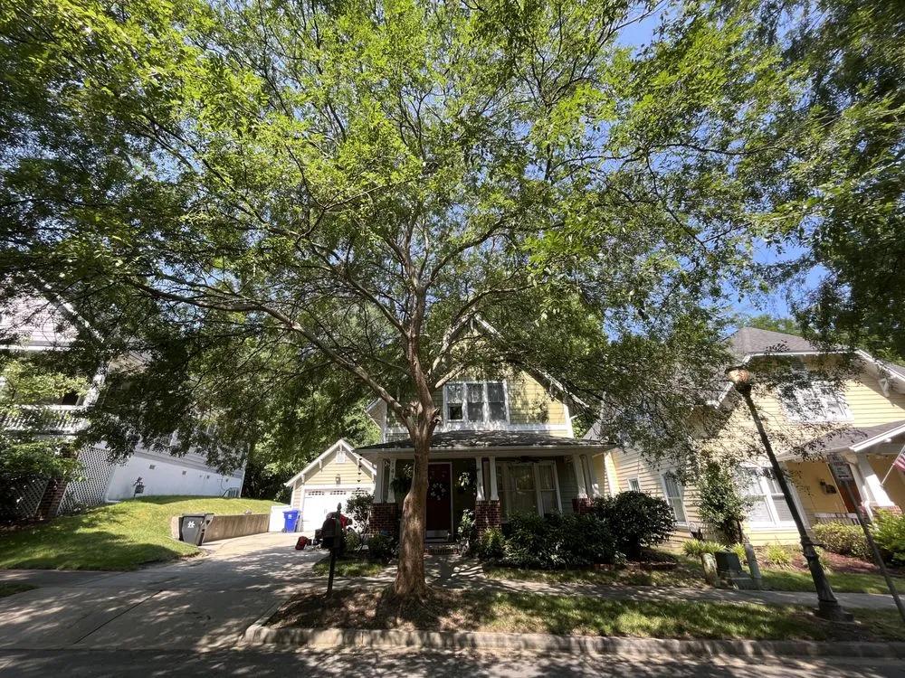 Expert yard maintenance for beautiful yards across Cornelius, NC - Dearness Tree Care