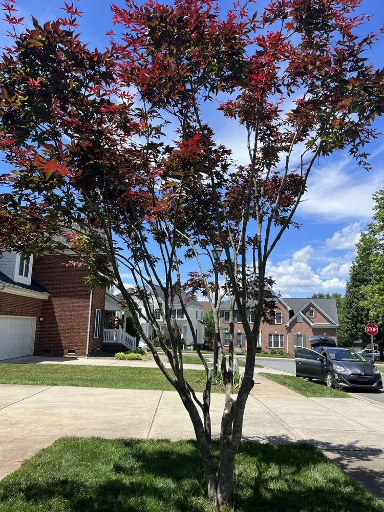Local yard maintenance for residential properties across Cornelius, NC - Dearness Tree Care