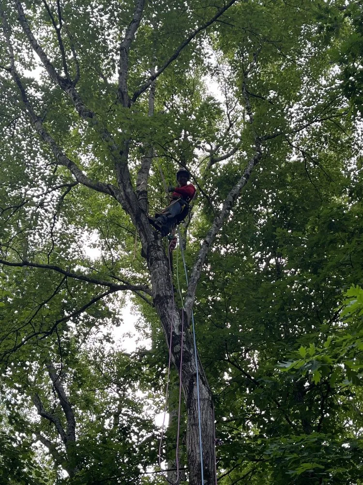 Top-rated landscape design in Cornelius, NC by Dearness Tree Care