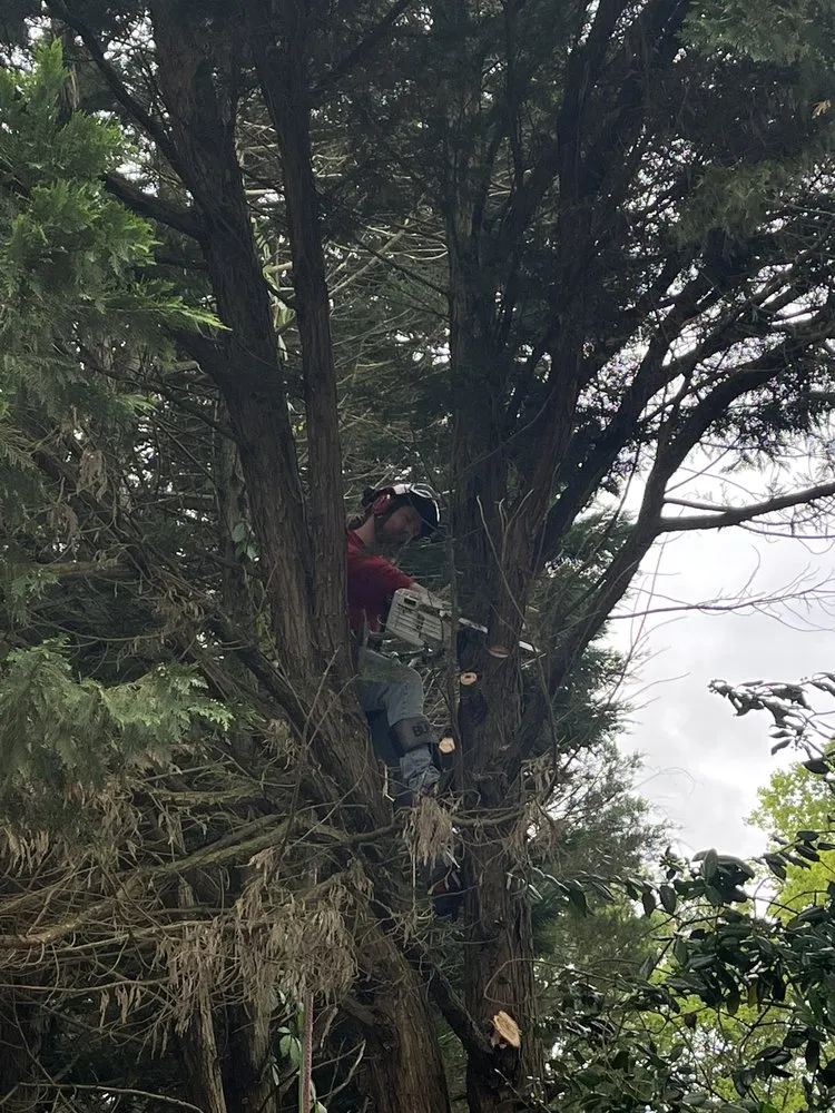 Professional landscaping services for beautiful yards across Cornelius, NC - Dearness Tree Care